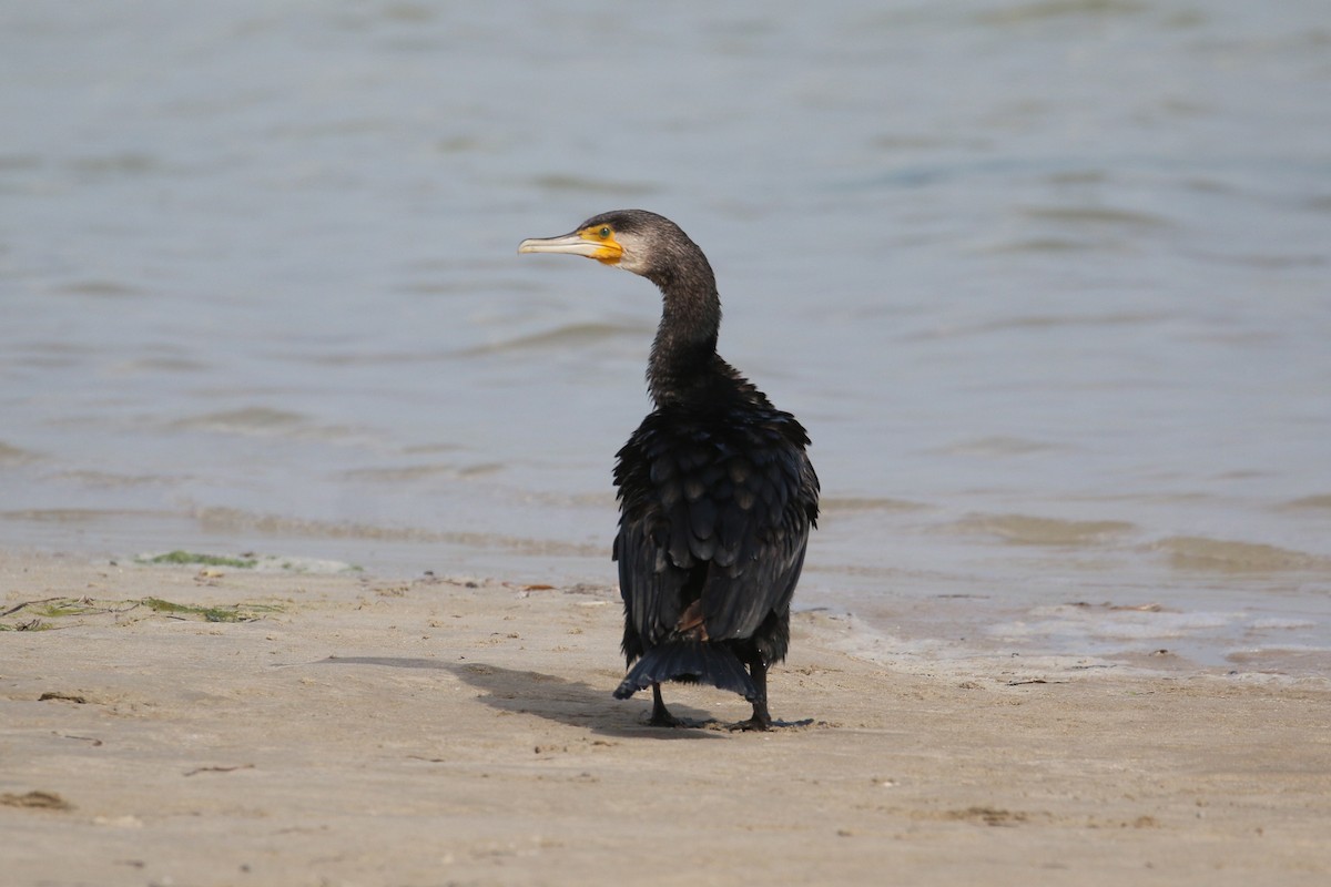 Great Cormorant - ML616288970