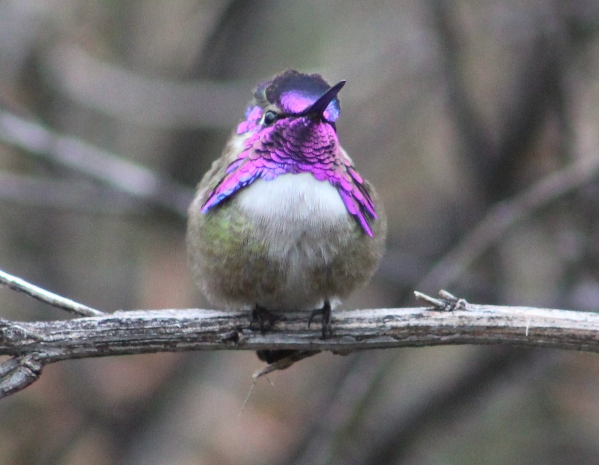 Colibri de Costa - ML616288972