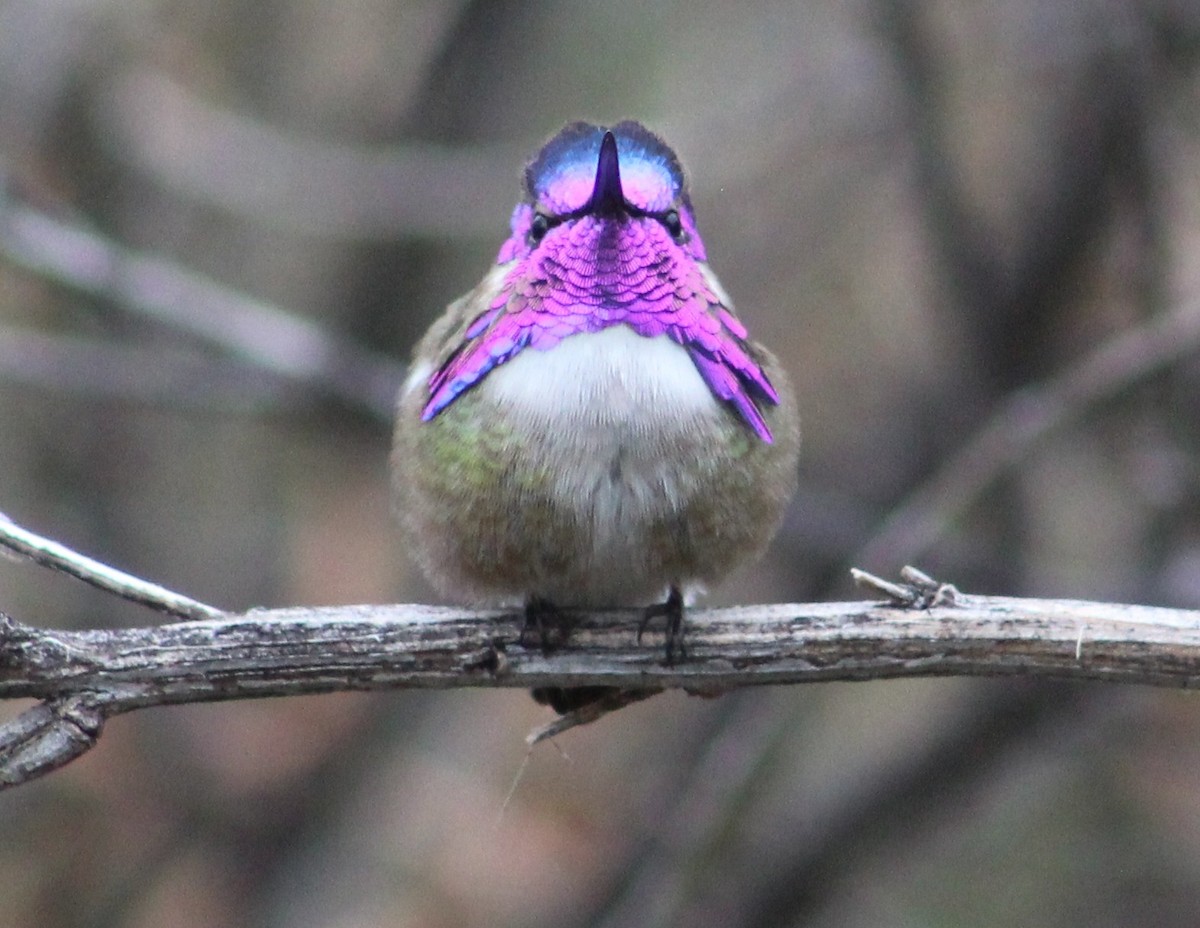 Colibri de Costa - ML616288973