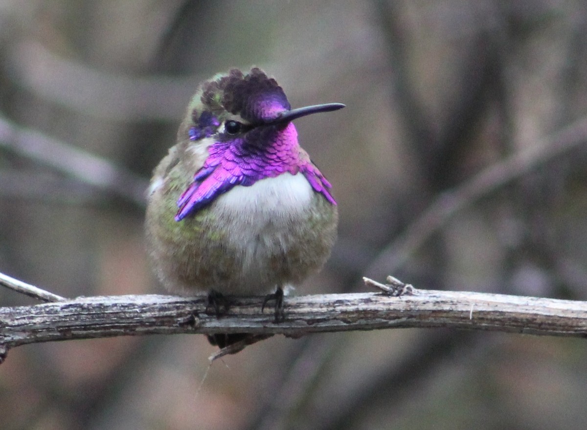 Costa's Hummingbird - Tommy DeBardeleben