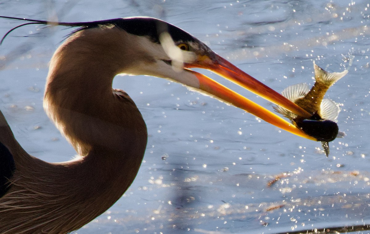 Great Blue Heron - ML616288994