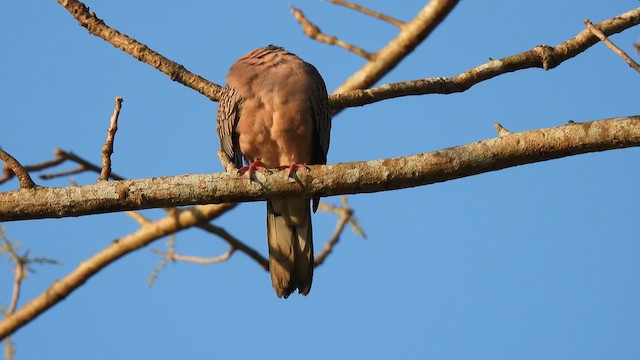 珠頸斑鳩 - ML616289005