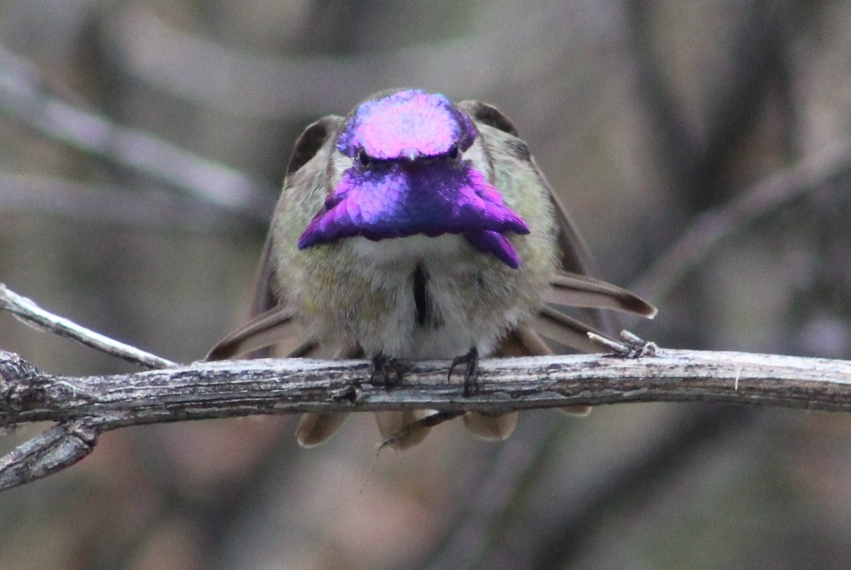 Costa's Hummingbird - Tommy DeBardeleben