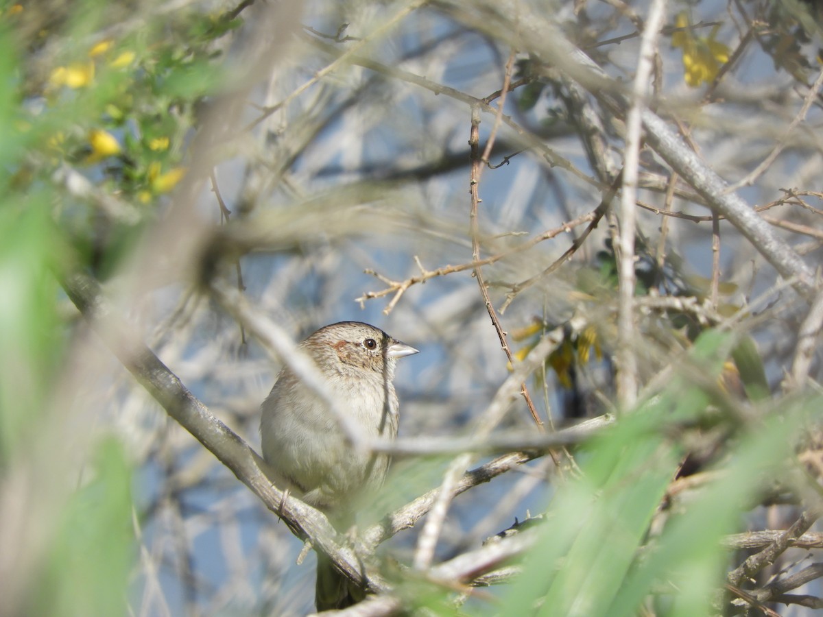 Cassin's Sparrow - Wendy Beers