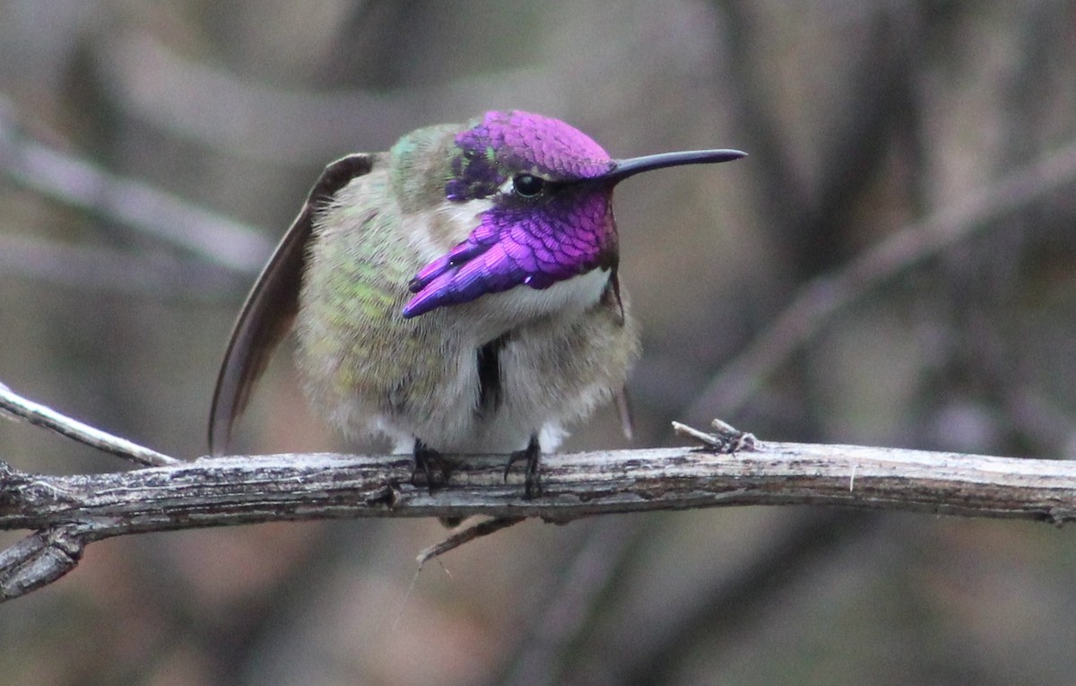 Colibrí de Costa - ML616289017