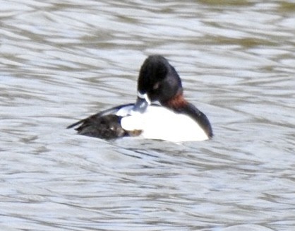 Ring-necked Duck - ML616289038