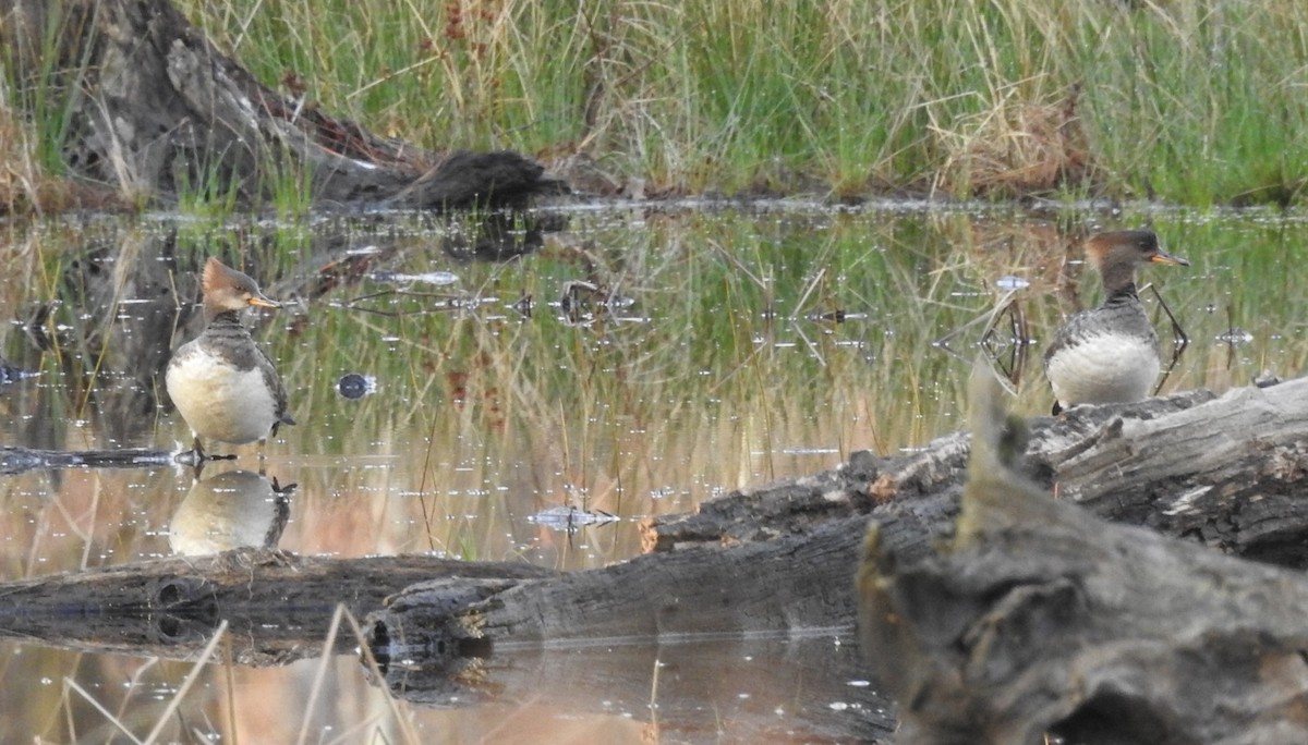 Hooded Merganser - ML616289052