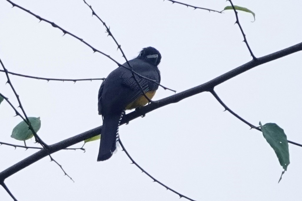 Gartered Trogon - ML616289059