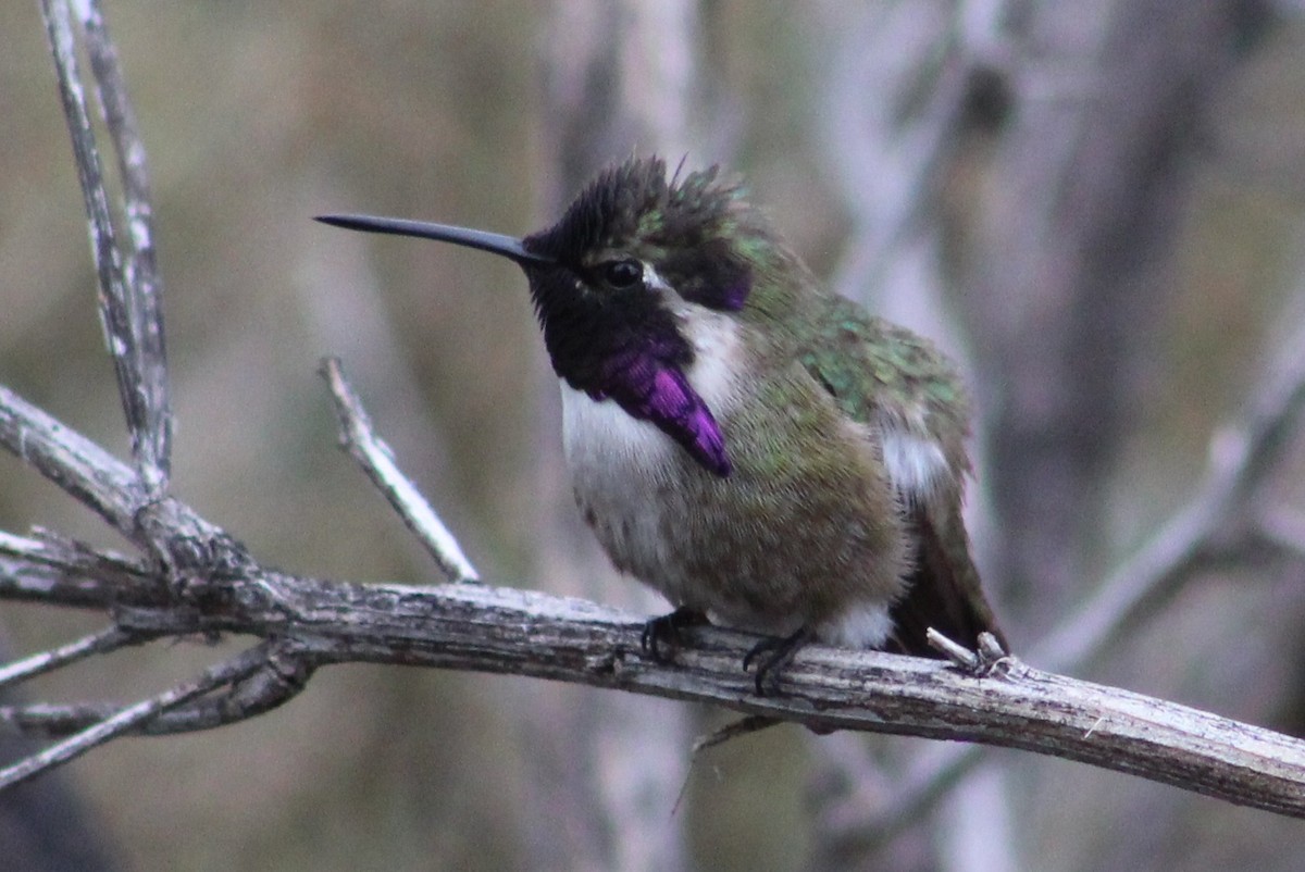 Costa's Hummingbird - Tommy DeBardeleben