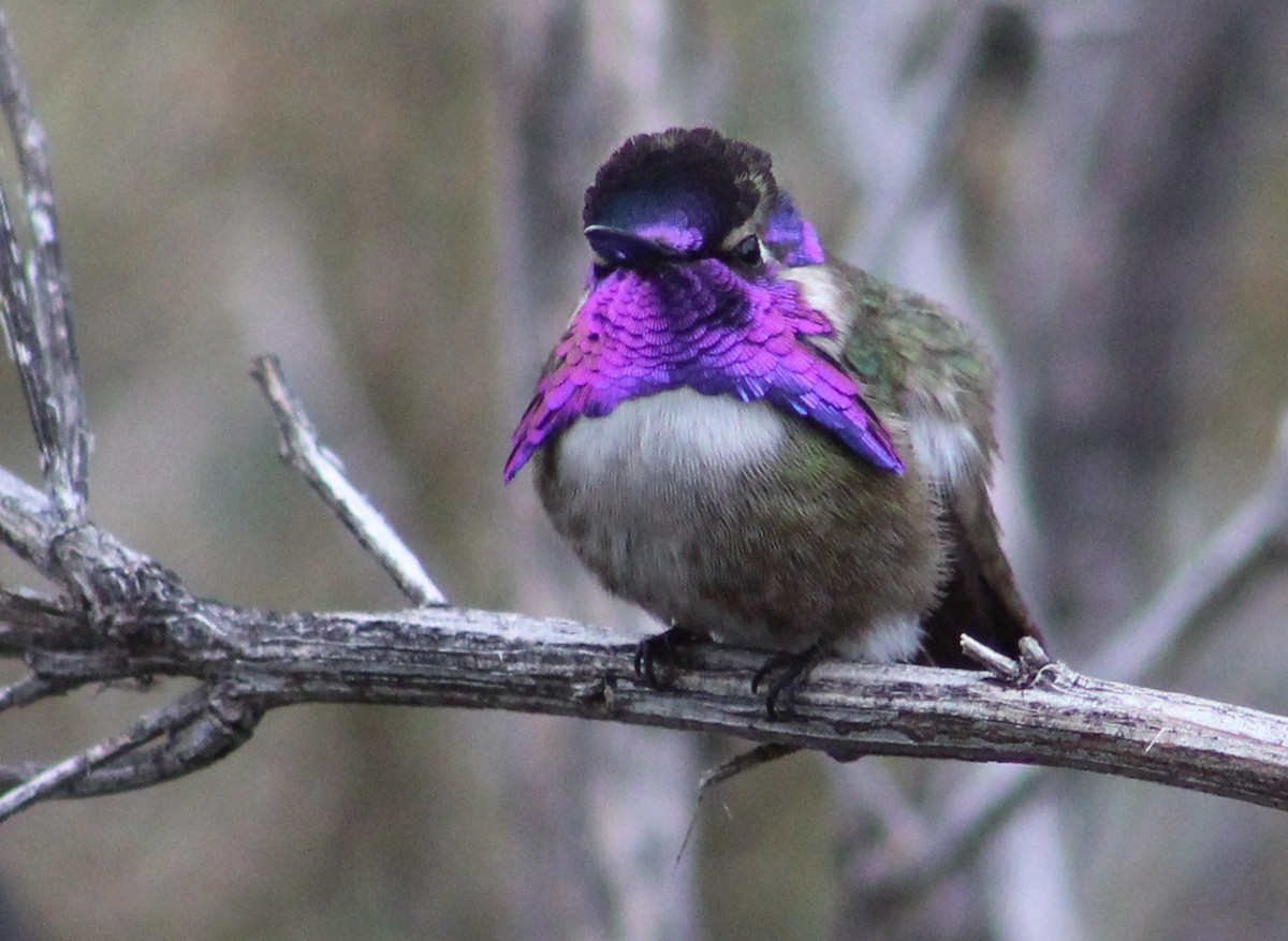 Costa's Hummingbird - ML616289164