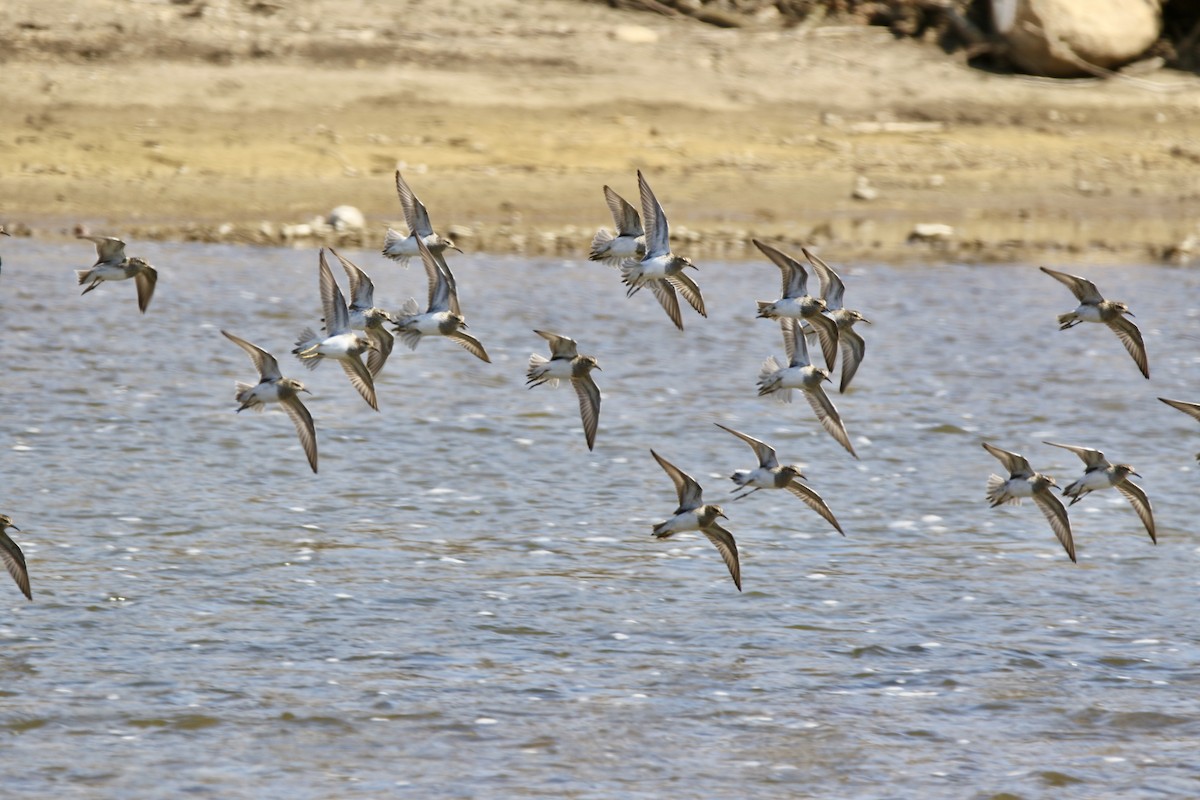 Pectoral Sandpiper - Jared Soergel & Courtney Bills