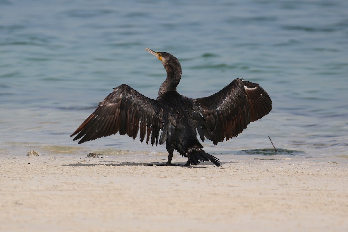 Great Cormorant - ML616289232