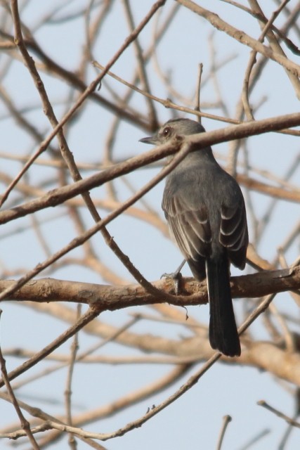 Gray Tit-Flycatcher - ML616289253