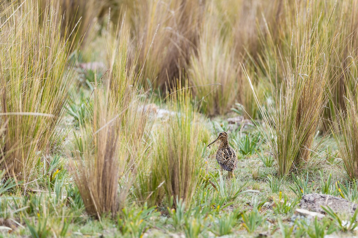 Puna Snipe - ML616289280