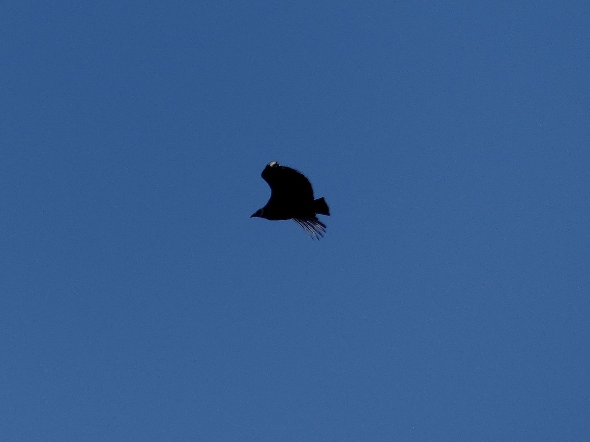 Black Vulture - ML616289283