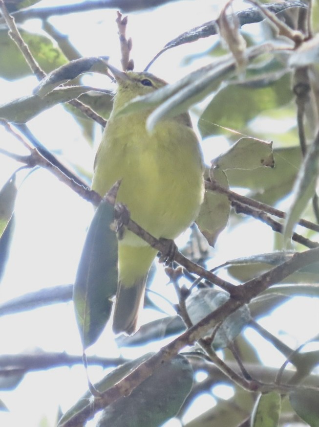 Orange-crowned Warbler - Nancy Salem