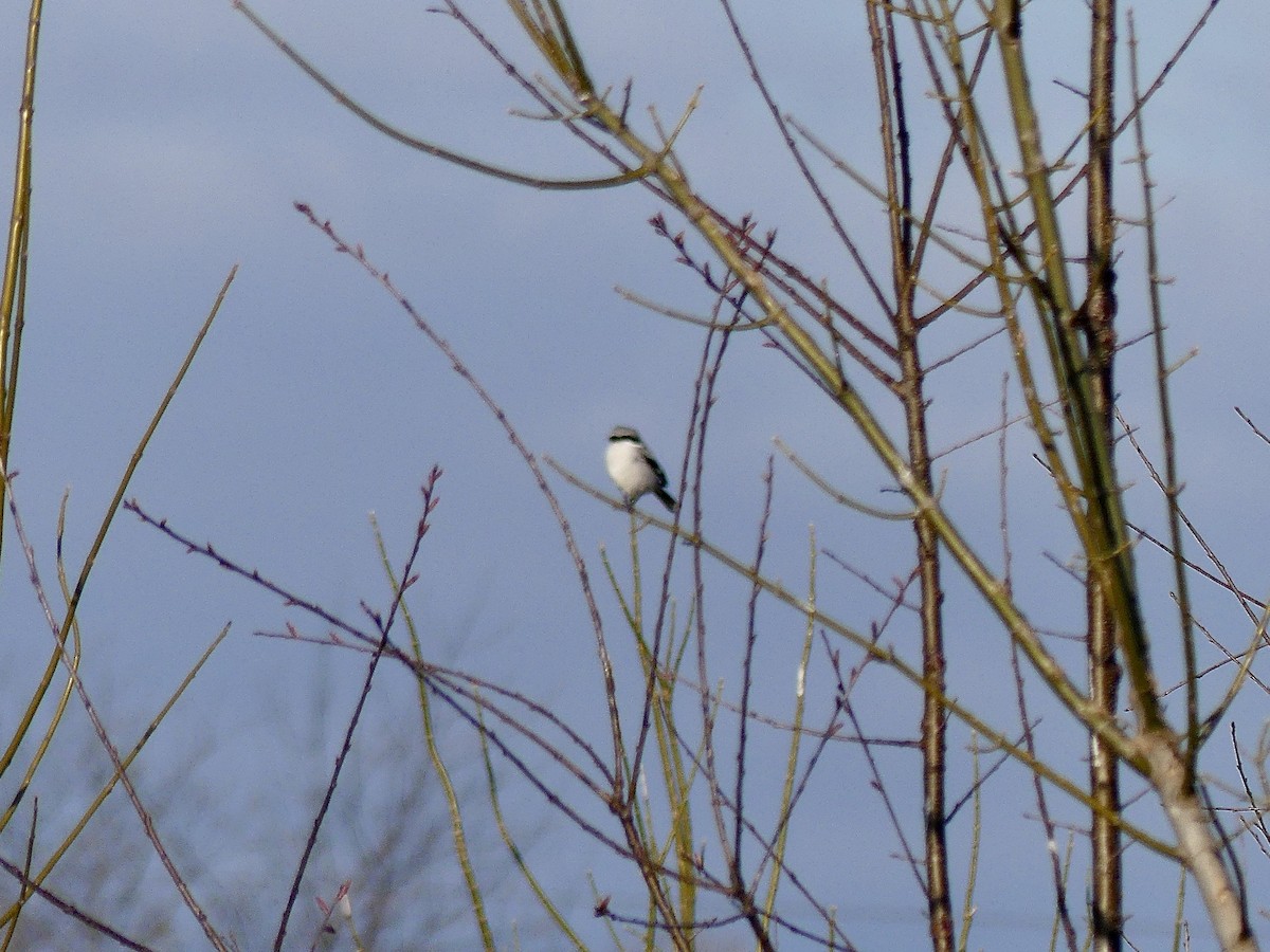 Loggerhead Shrike - ML616289291