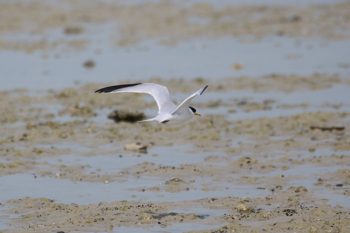 Saunders's Tern - ML616289294