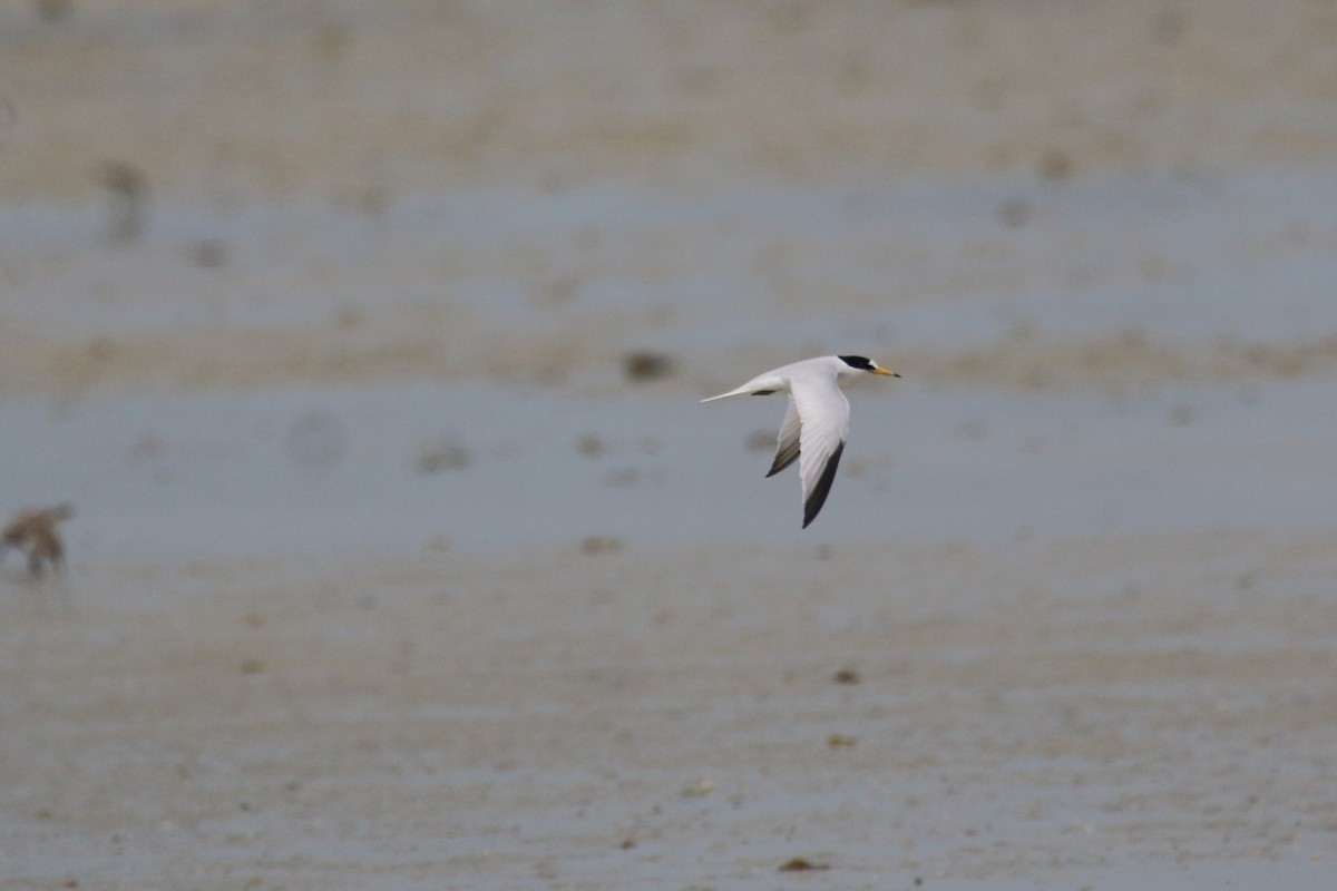 Saunders's Tern - ML616289295