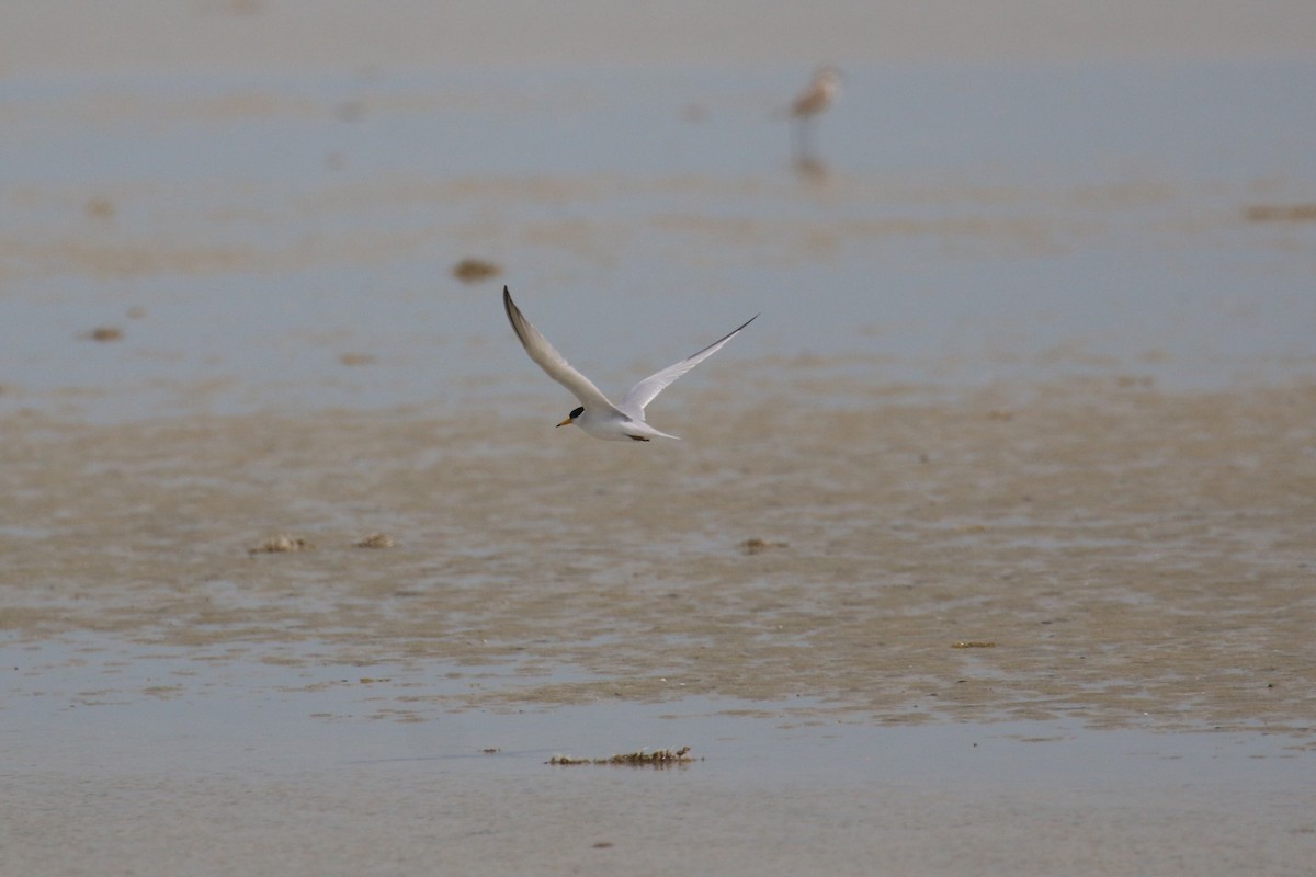 Saunders's Tern - ML616289296
