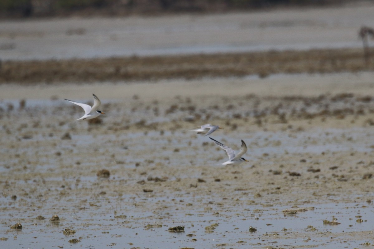 Saunders's Tern - ML616289297