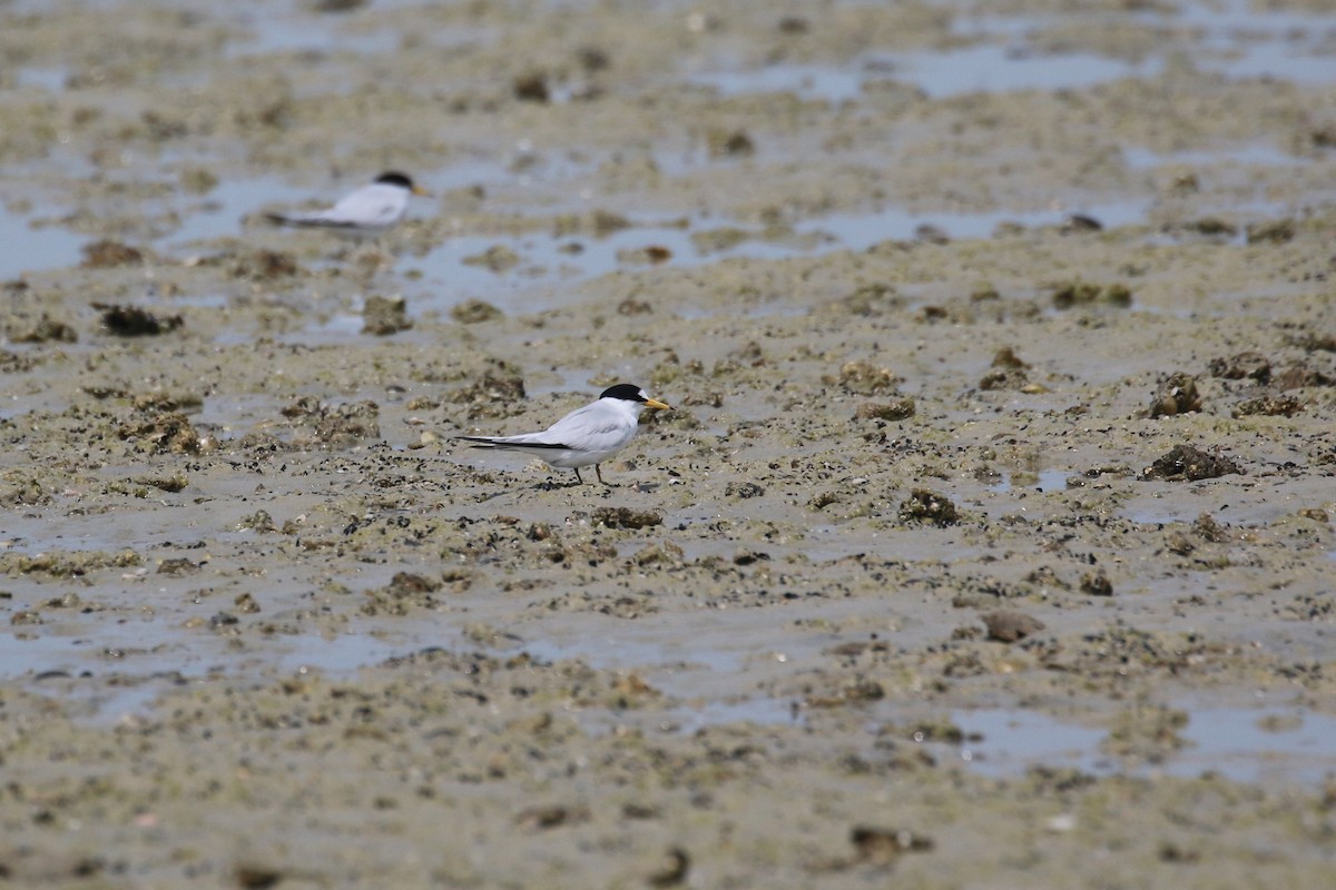 Saunders's Tern - ML616289299