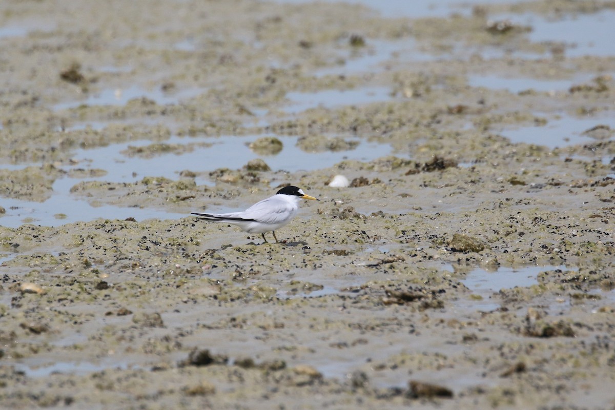 Saunders's Tern - ML616289300