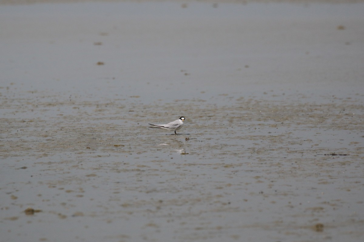 Saunders's Tern - ML616289301