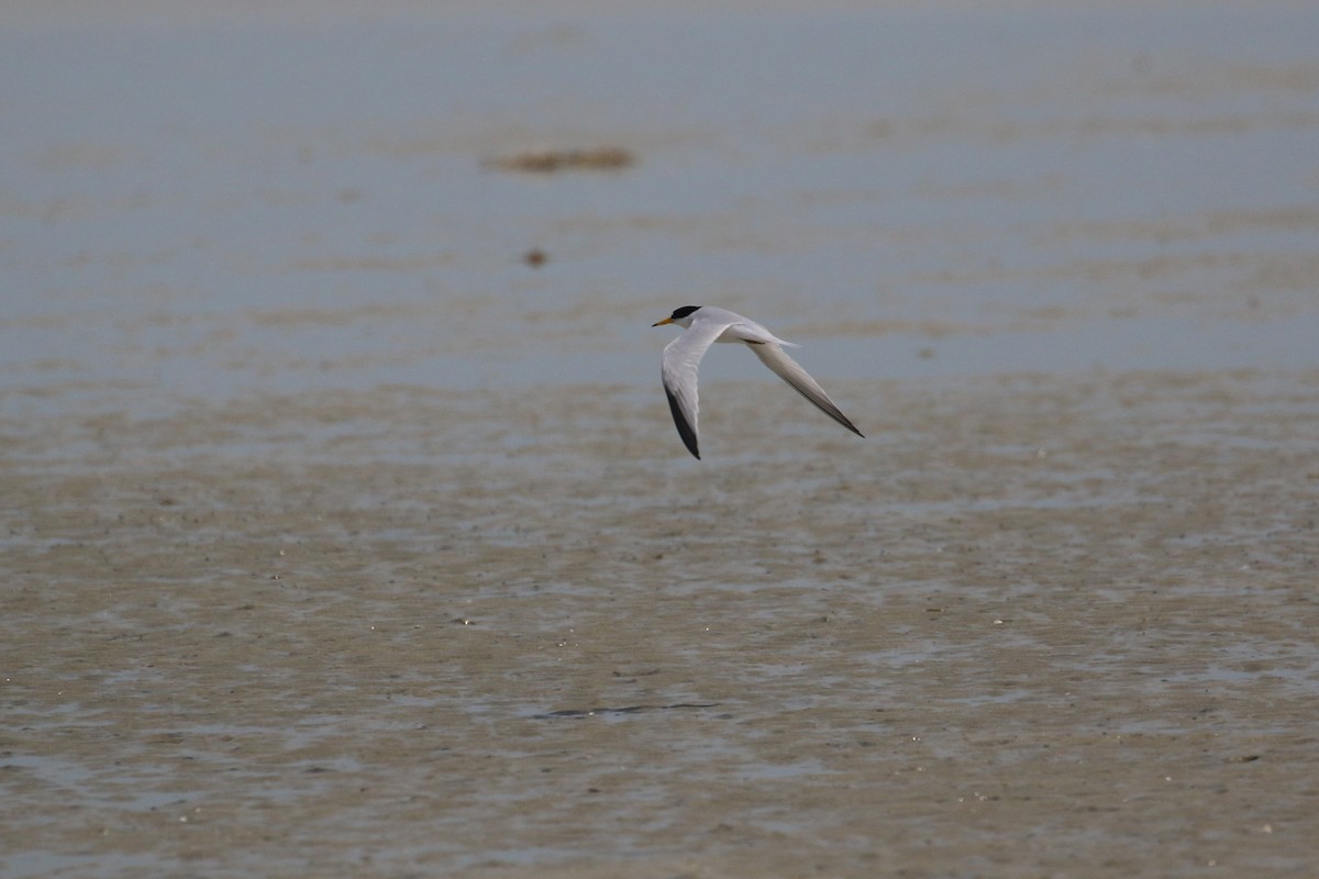 Saunders's Tern - ML616289304