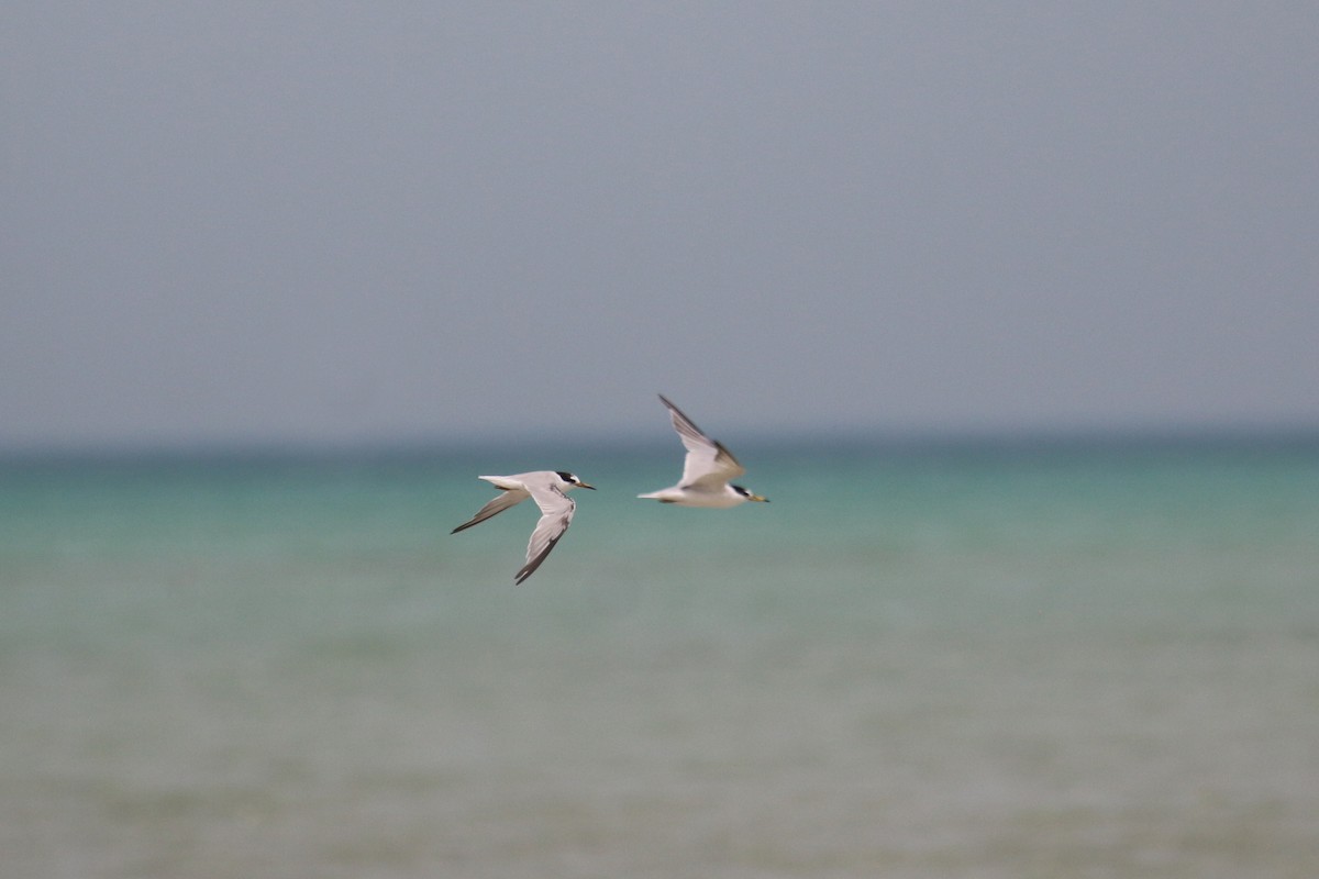 Little Tern - ML616289308