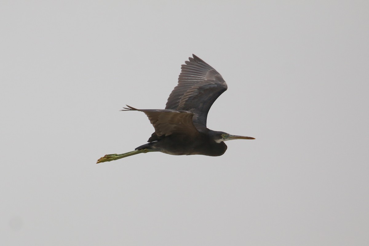 Western Reef-Heron - ML616289313