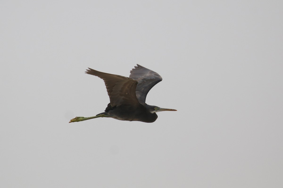 Western Reef-Heron - ML616289314
