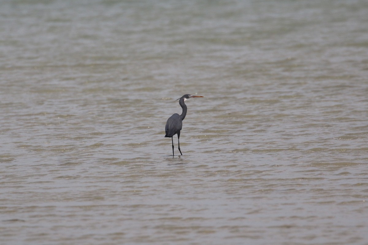 Western Reef-Heron - ML616289315