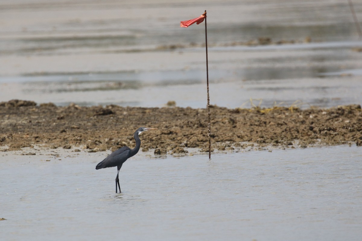 Western Reef-Heron - ML616289316