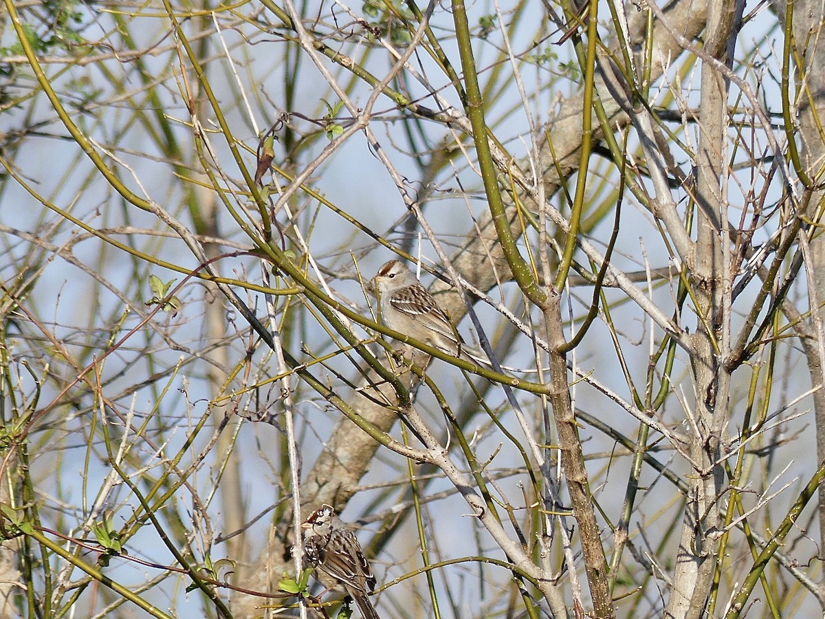 White-crowned Sparrow - ML616289329