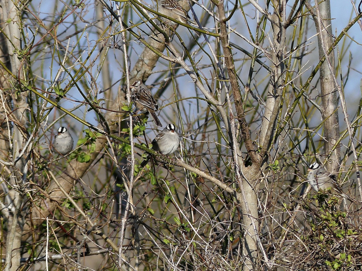 White-crowned Sparrow - ML616289330