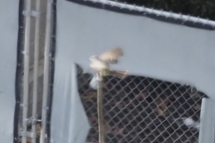 yellow-bellied kingbird sp. - ML616289334