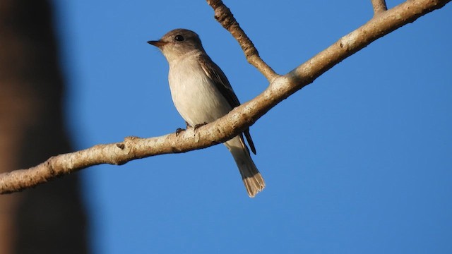 Asian Brown Flycatcher - ML616289338