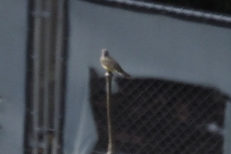 yellow-bellied kingbird sp. - ML616289342