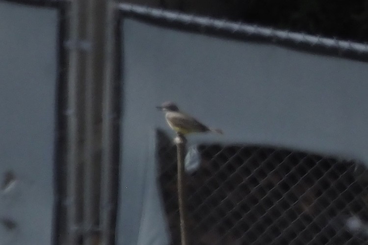 yellow-bellied kingbird sp. - ML616289345
