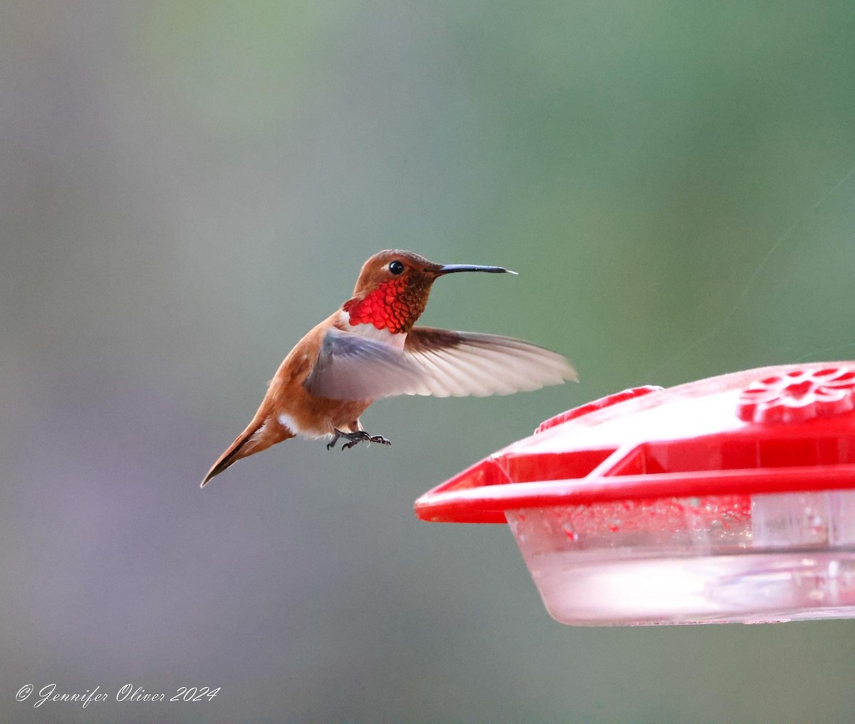 Rufous Hummingbird - ML616289348