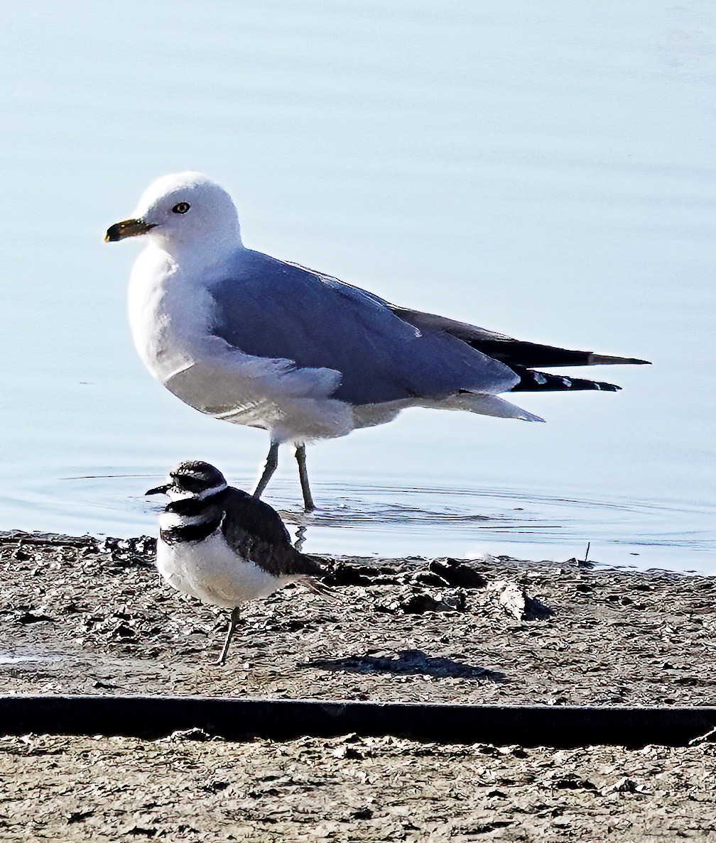 Ring-billed Gull - ML616289368