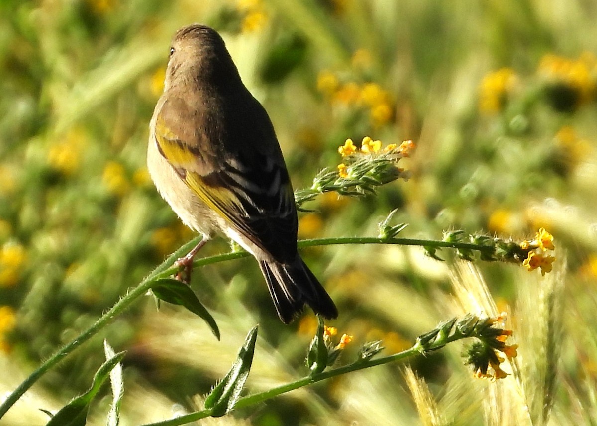 Lawrence's Goldfinch - ML616289377