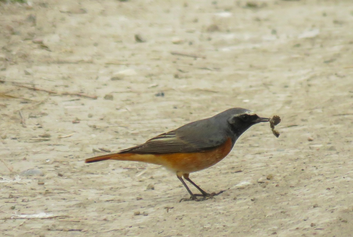 Common Redstart - ML616289423