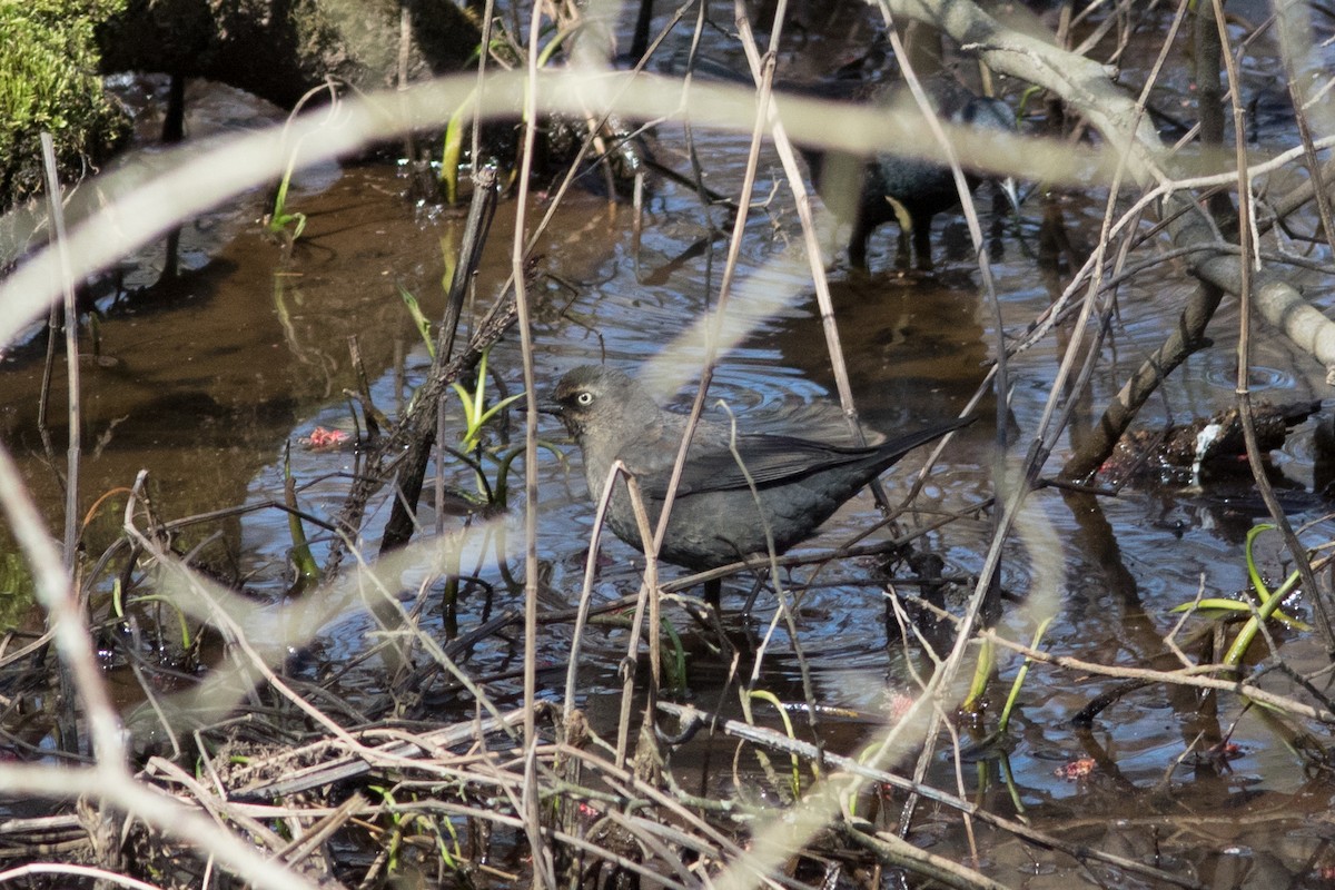 Rusty Blackbird - ML616289458