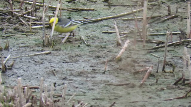 Citrine Wagtail - ML616289472