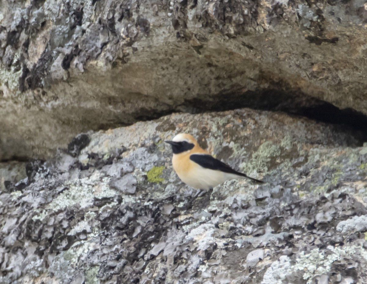 Western Black-eared Wheatear - ML616289528