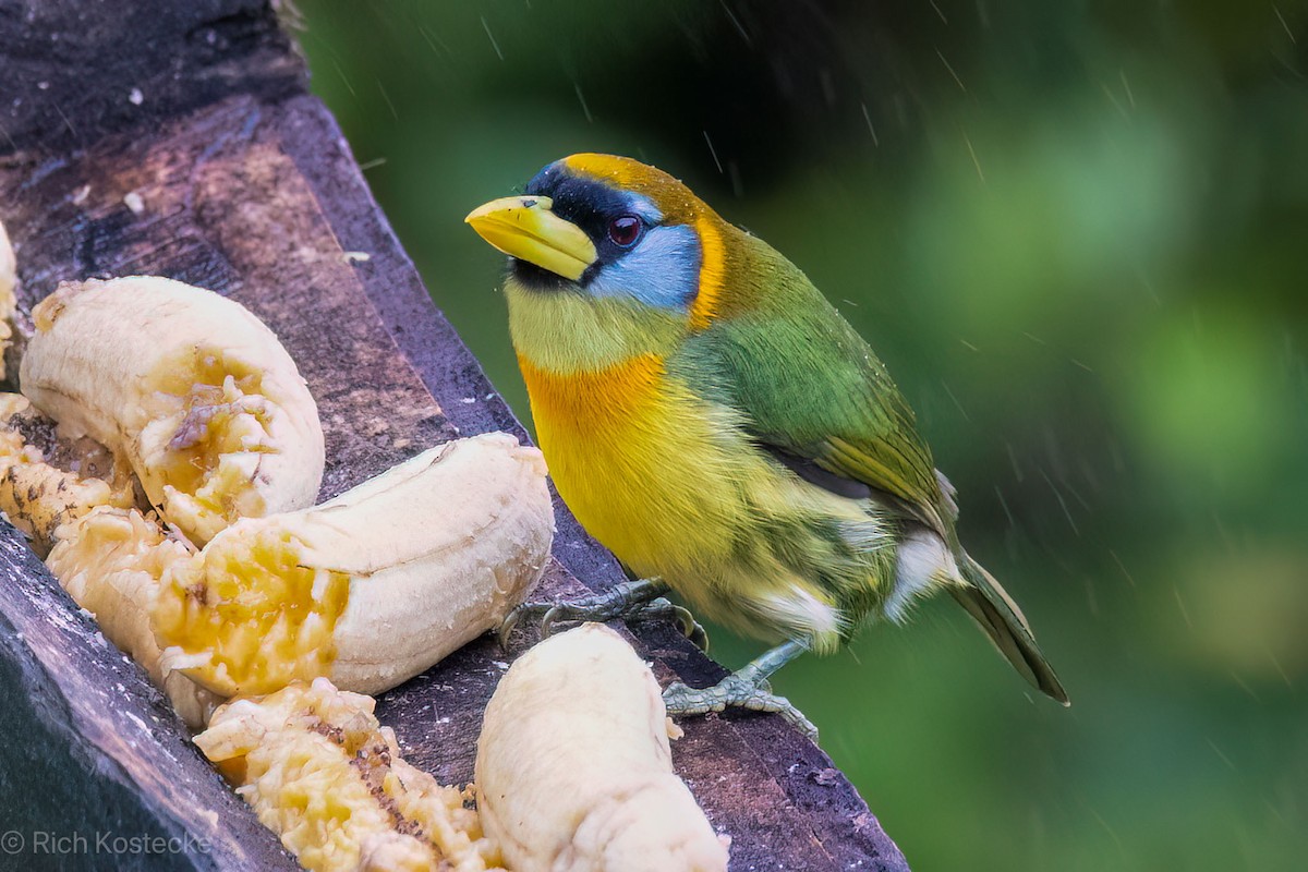 Red-headed Barbet - Rich Kostecke