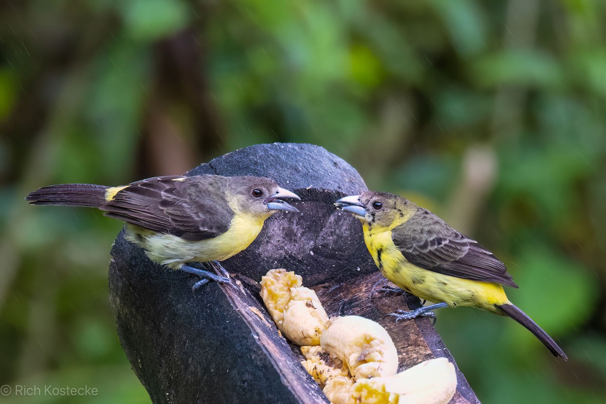 Flame-rumped Tanager - Rich Kostecke