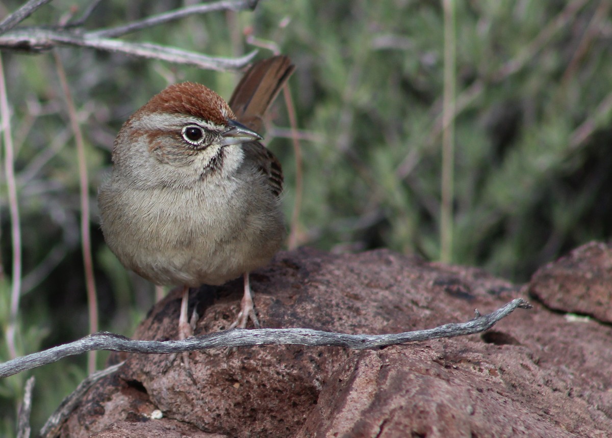 Rufous-crowned Sparrow - Tommy DeBardeleben